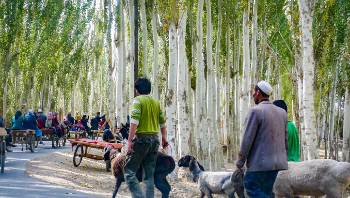 Uighur people travel along birch tree lined roads to the weekly market at Yopurga near Kashgar in Xinjiang